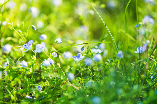 summer grass background photo