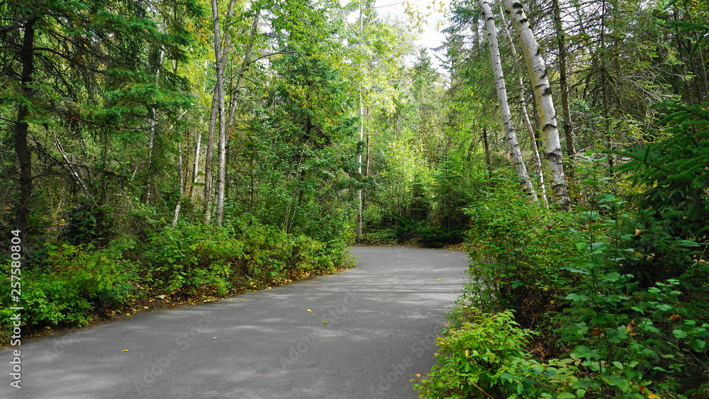 Road in the beautiful deciduous forest close up. Road in the beautiful deciduous forest close up.