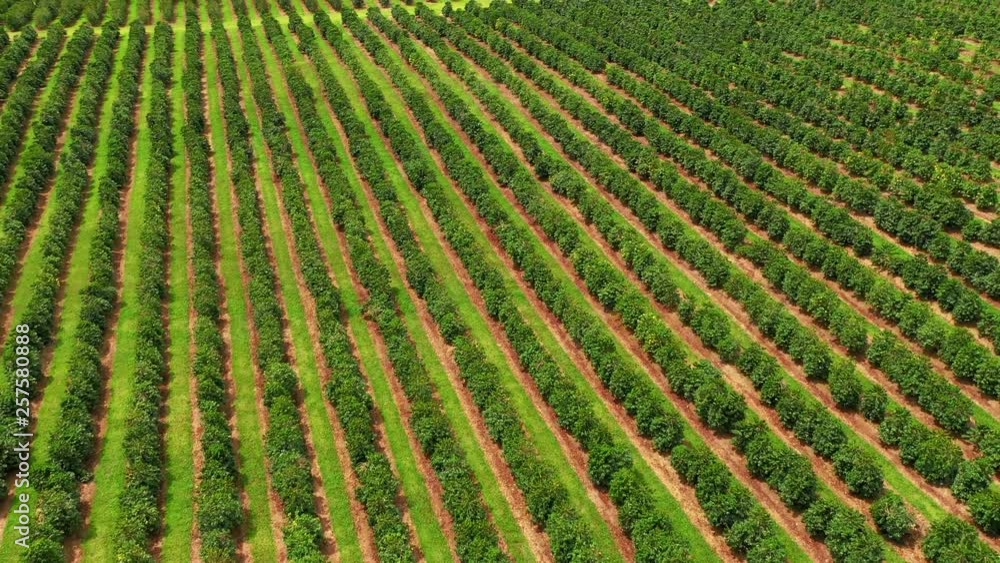 Aerial of Kona coffee plantation in Big Island Hawaii Aerial of Kona coffee plantation in Big Island Hawaii
