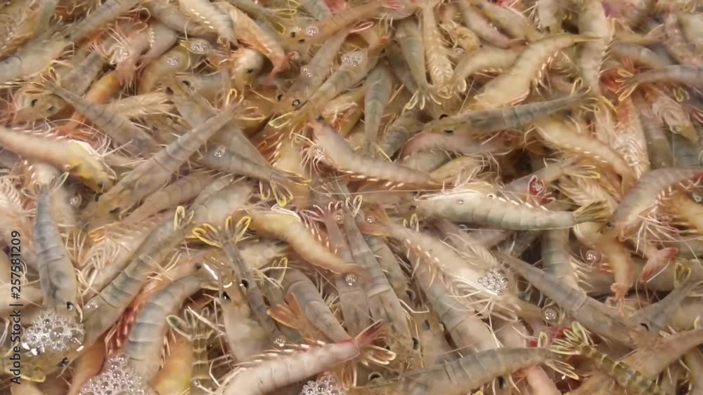 Prawns swimming in shallow water at the Chinese fesh market Prawns swimming in shallow water at the Chinese fesh market