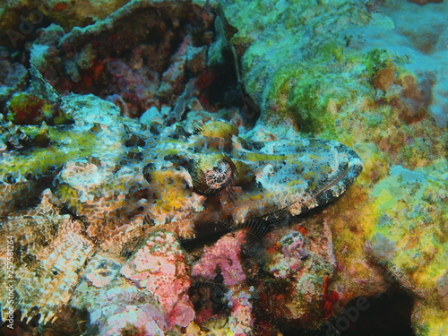 The amazing and mysterious underwater world of Indonesia, North Sulawesi, Bunaken Island, flathead