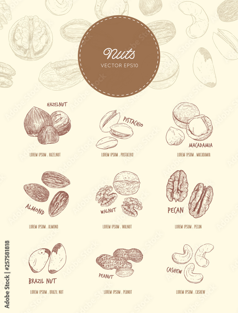 Nut and seed collection, hand draw vector.