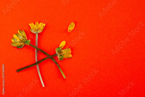 The faded yellow flowers on orange background