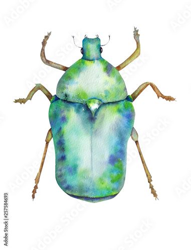 Green chafer on white background, sketch watercolor