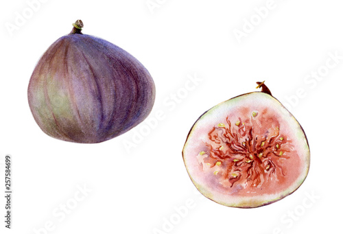 figs botanical sketch