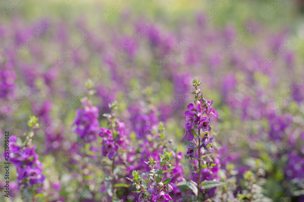 Beautiful purple flower background. Beautiful purple flower background.
