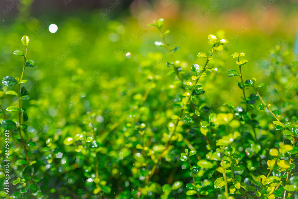 Green leaf background.
