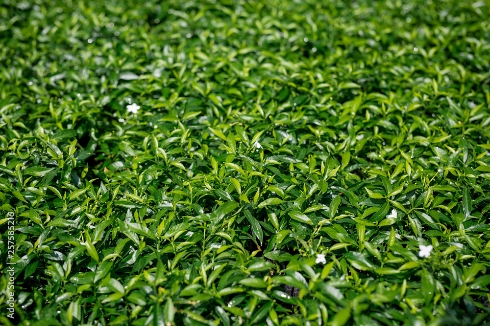 Obraz premium Green leaf background.