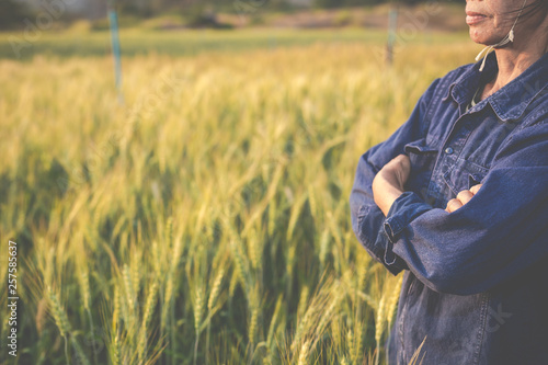 Farmers harvest barley happily. © artit