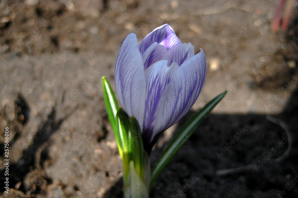 purple crocus vernus