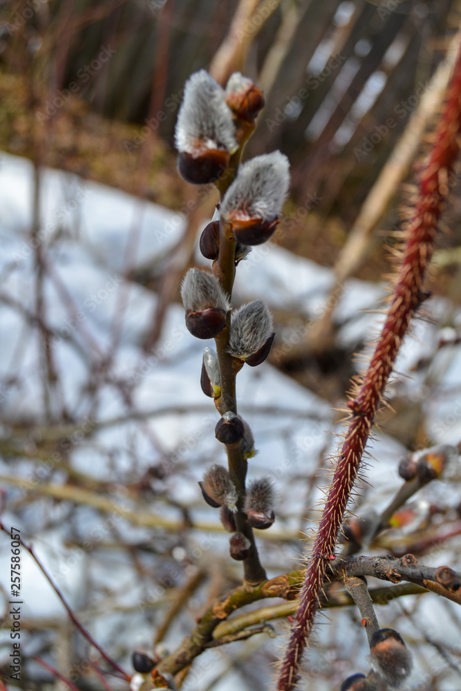Open sprig of willow tree