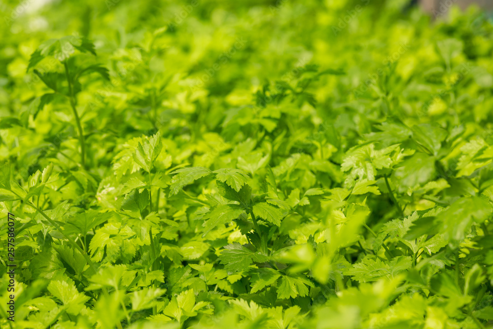 Hydroponics system, planting vegetables and herbs without using soil for health, Modern food and agricultural design concepts. Hydroponics system, planting vegetables and herbs without using soil for health, Modern food and agricultural design concepts.