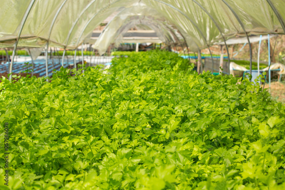 Hydroponics system, planting vegetables and herbs without using soil for health, Modern food and agricultural design concepts. Hydroponics system, planting vegetables and herbs without using soil for health, Modern food and agricultural design concepts.