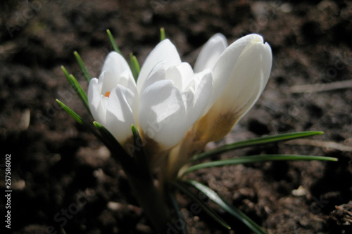 Obraz na płótnie white crocus vernus w salonie