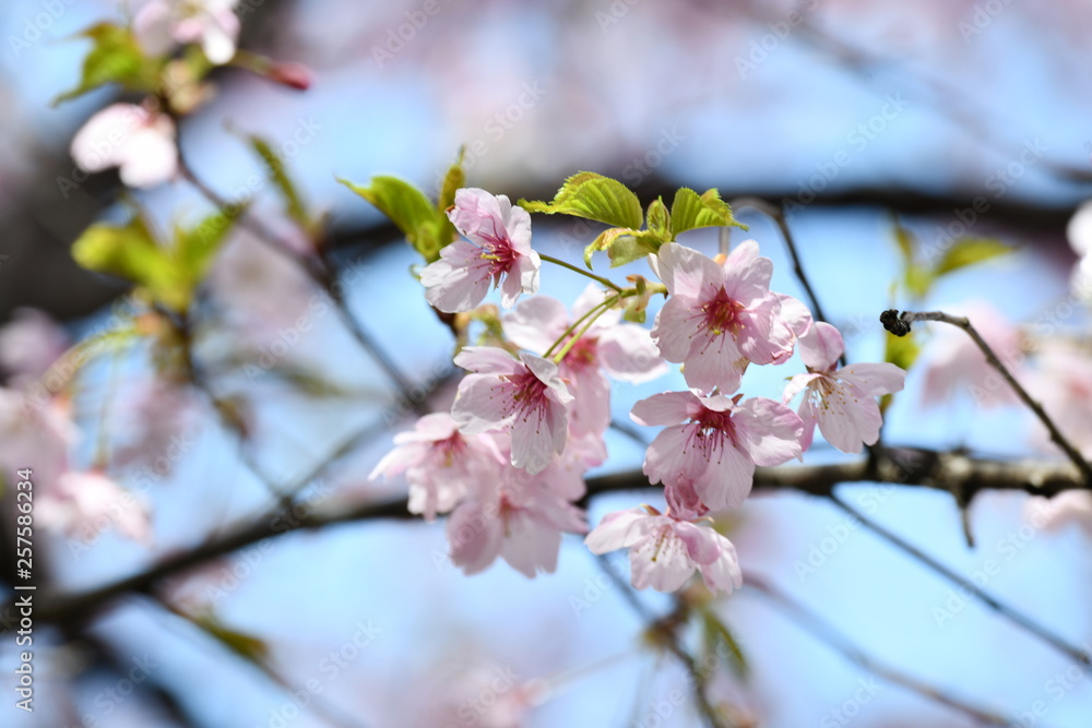 大漁桜 大漁桜