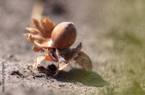 Hazelnuts lie on the ground © schankz