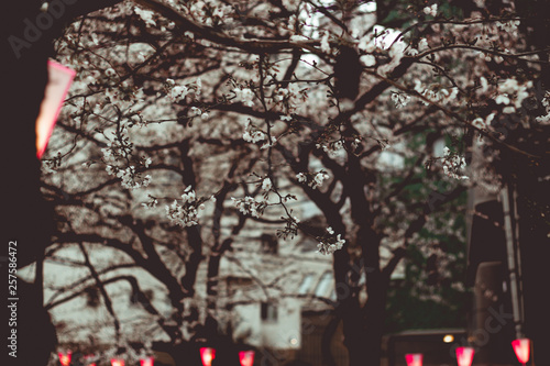 Japanese Cherry Blossom Flower Bloom Sakura in Tokyo, Japan