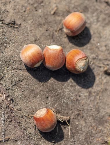 Hazelnuts lie on the ground photo