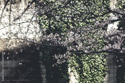 Wallpaper Mural Japanese Cherry Blossom Flower Bloom Sakura in Tokyo, Japan Torontodigital.ca