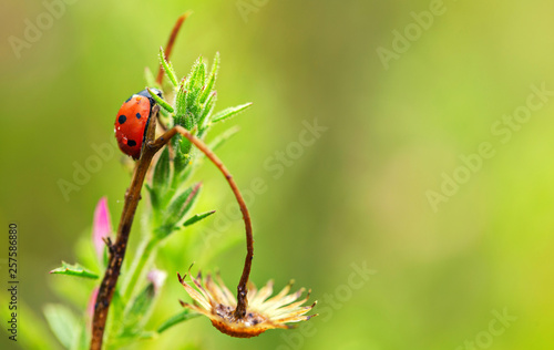 Seven spot lady bug on a leaf