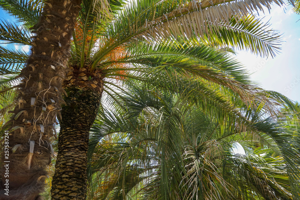 Fototapeta premium Palm trees in the park. Subtropical climate