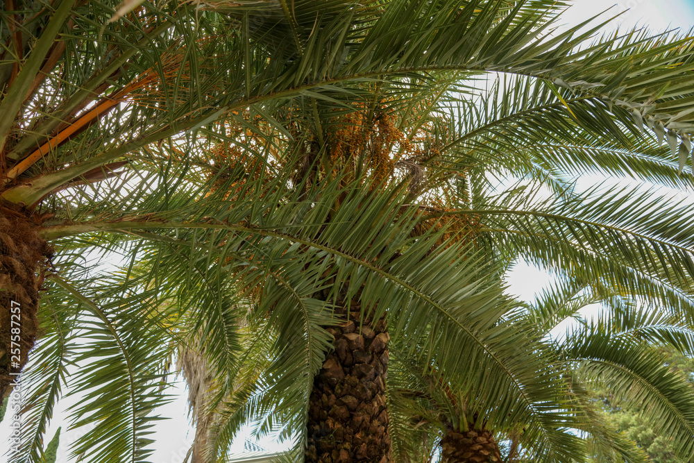 Palm trees in the park. Subtropical climate Palm trees in the park. Subtropical climate