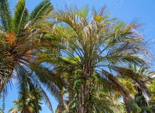 Palm trees in the park. Subtropical climate