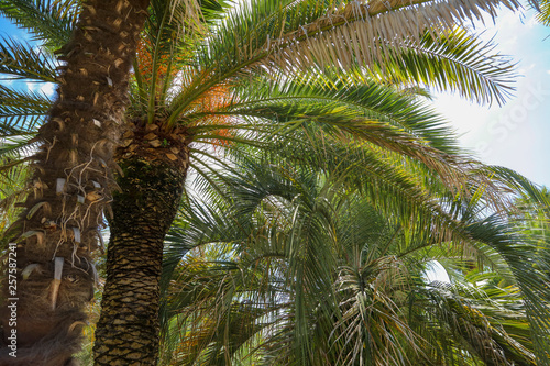 Palm trees in the park. Subtropical climate © schankz