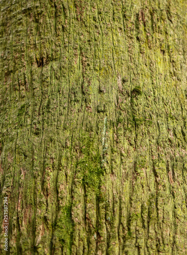 Palm tree trunk as background