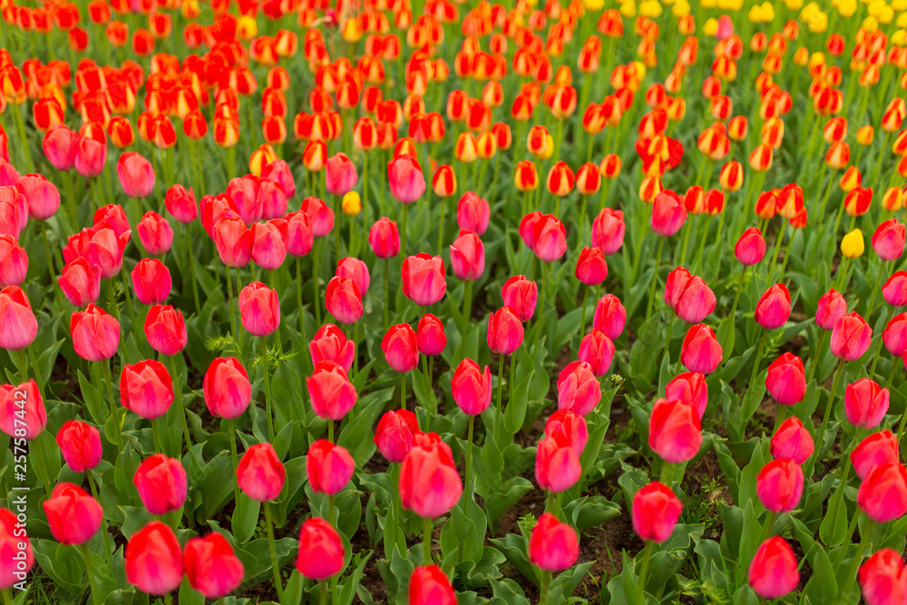 Multicolored tulips in the park as a background Multicolored tulips in the park as a background