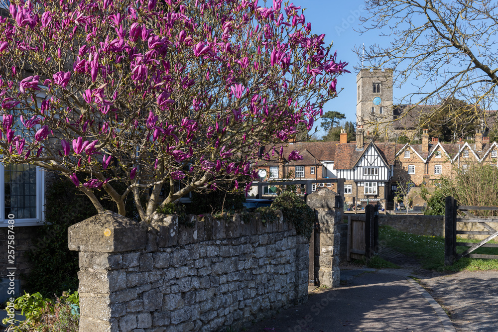 Fototapeta AYLESFORD, KENT/UK - MARCH 24 : View of a colourful Magnolia tree flowering at Aylesford on March 24, 2019