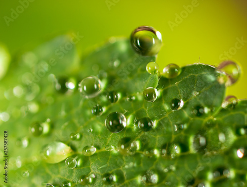 Water drops on a green leaf of strawberry