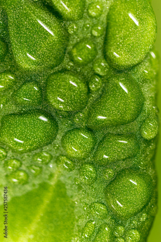 Water drops on a green leaf of strawberry