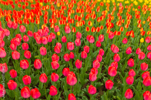 Multicolored tulips in the park as a background