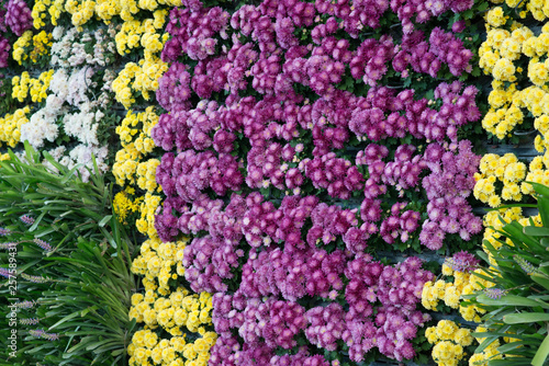 colourful flower wall in garden
