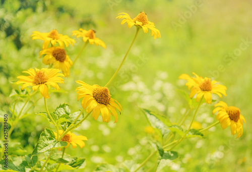 Yellow wildflowers on colorful summer meadow. Floral background. Selective focus. © Nata Studio