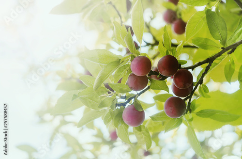 Sweet plums (cherry-plum) ripen on branch of tree with green leaves in sunny day. Concept of growing and harvesting.