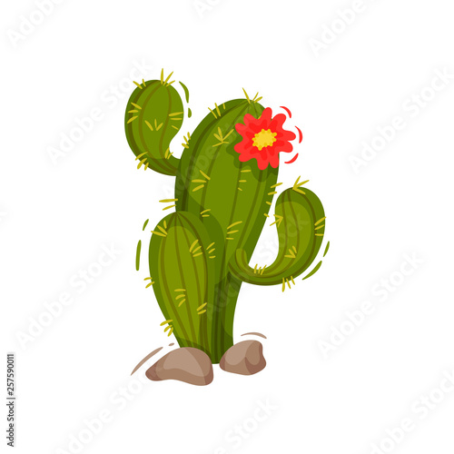 Green cactus on white background. Vector illustration.