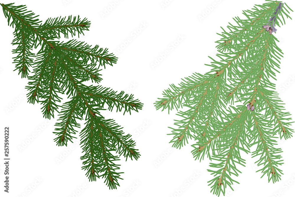 green fir two branches isolated on white green fir two branches isolated on white