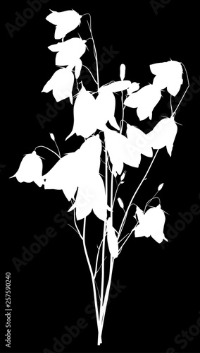 bunch of wite campanula forest flowers on black