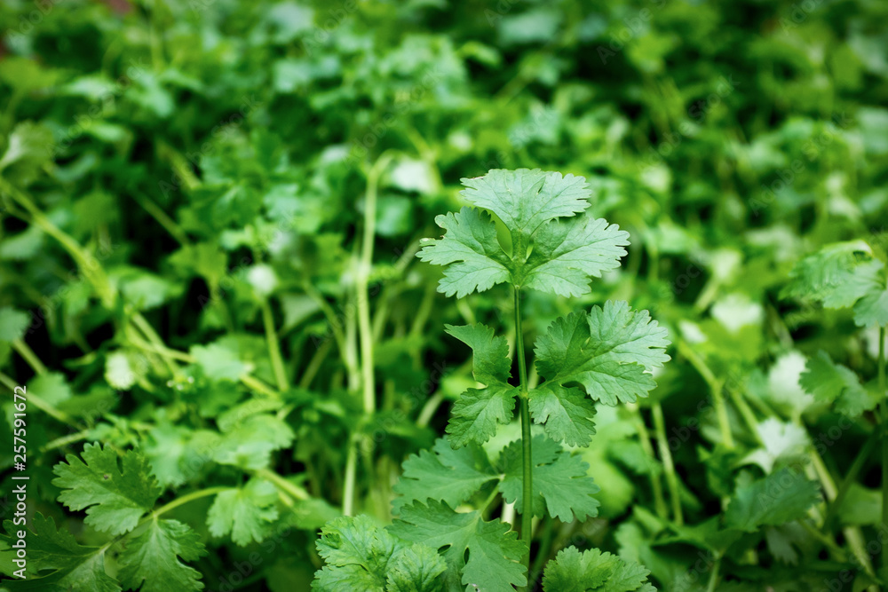 Health benefits of coriander. Coriander is loaded with antioxidants Health benefits of coriander. Coriander is loaded with antioxidants
