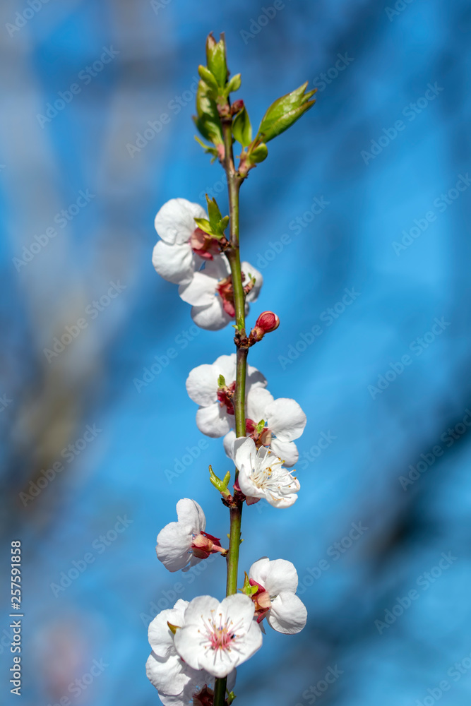 Beautiful floral spring abstract background of nature.