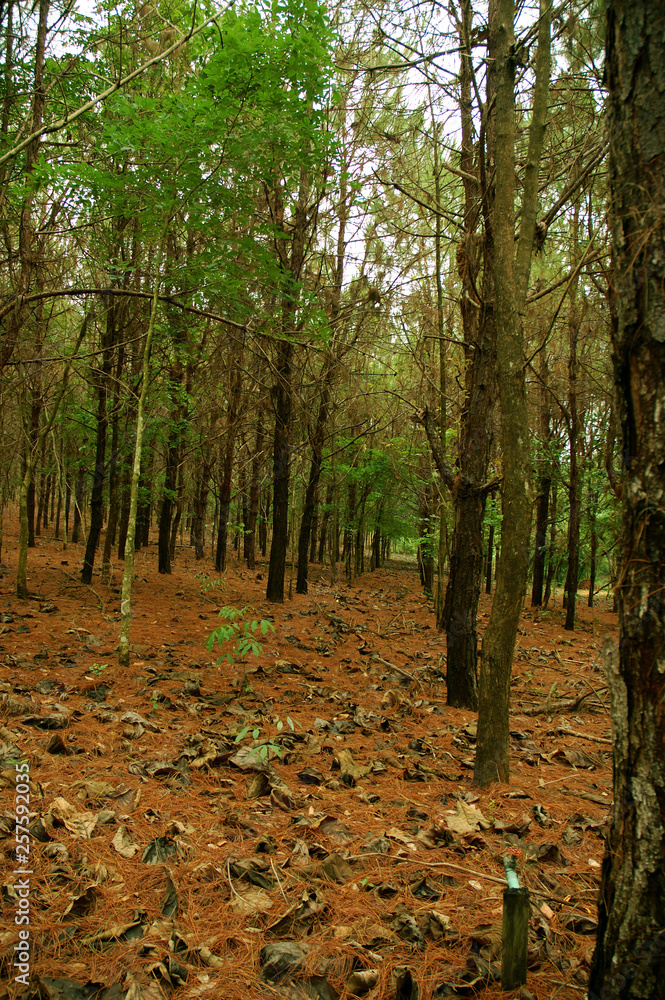 Obraz premium walking on the trees in the provinces