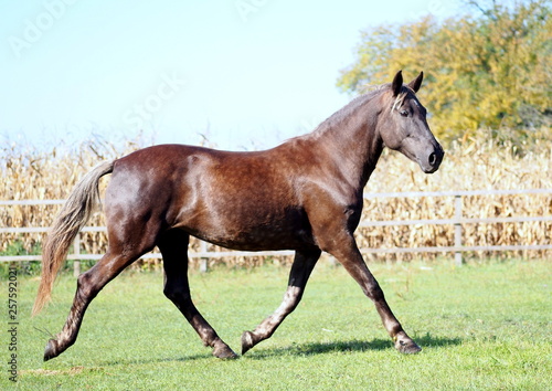 Fototapeta Naklejka Na Ścianę i Meble -  A beautiful pony of original color trotting on a pasture