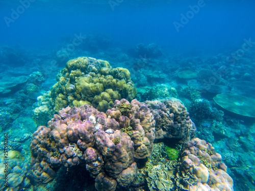 Undersea landscape with colorful coral reef. Tropical sea shore animal underwater photo. Seabottom perspective landscape