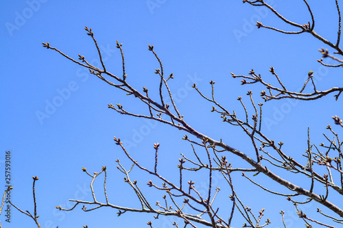 桜の新芽