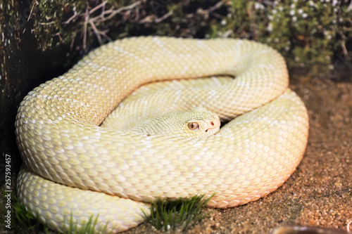 Great Basin Rattlesnake. Albino. The snake is very poisonous. Perenyi a pit Viper common in the Western United States, in the Prairie, rocky gorges and high mountains. Its length can be from 1 to 1.5 