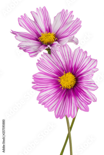 cosmos flowers isolated