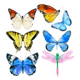 Watercolor of colorful collection butterflies isolated on the white background, vector illustration. Exotic and tropical butterfly, blue, yellow, pink dragonfly. Spring illustration.