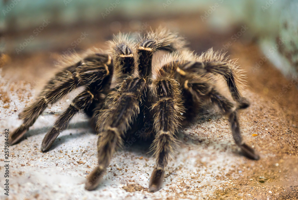 Stockfoto Brazilian salmon pink birdeating tarantula. Spider reaches with open extremities over